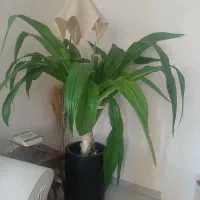 گل ذرتی خیلی بزرگ