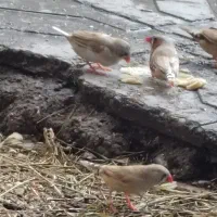 فنچ زبرا