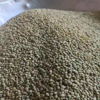 عدس درشت  کیلویی ۲۹۰ تومن
