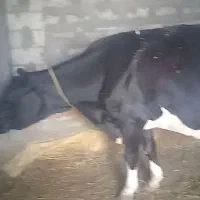 فروش گاو با گوساله نر