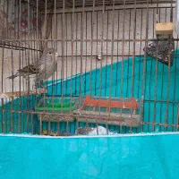 قناری ماده سلامت