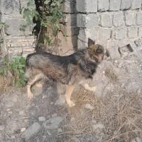 سگ گمشده
