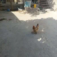 مرغ برهما زیبا جوان اصیل