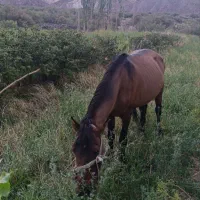 اسب فروشی