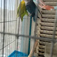 طوطی برزیلی نروماده رنگ خاص