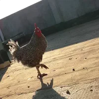 خروس مرغ