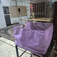 عروس هلندی نر با بچش
