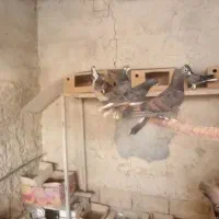 کبوتر زره ای و سیمونی