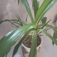 فروش ۲عدد گل برگ ذرتی بزرگ با گلدان بزرگ
