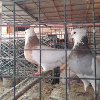 کبوتر