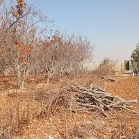 خریدار   چوب ضایعات ومصالحی