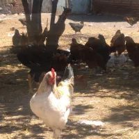جوجه نیمچه