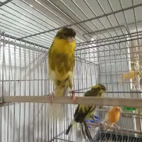 قناری و عروس