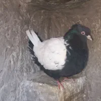 کبوتر سینه ای سینه سیاه