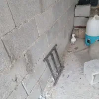 کبوتر