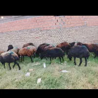 گوسفند میش افشاری