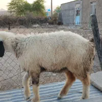 بره|حیوانات مزرعه|شنبه و طسوج, |دیوار