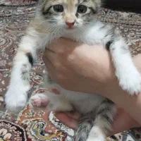 واگذاری رایگان بچه گربه