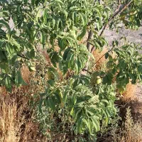 باغچه-چهاردیواری