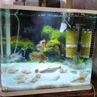 اکواریوم شیشه خم