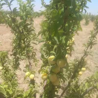 باغشهر سلطانیه فاز ۱