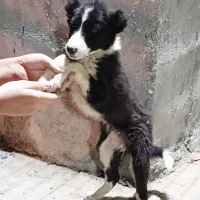 سگ نگهبان