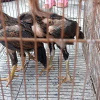 جوجه لاری دونگ بالا