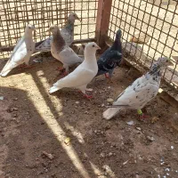کفتر