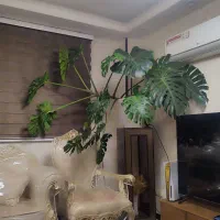 گل مانسترا برگ انجیری