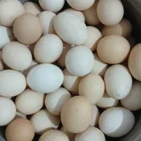 تخم مرغ محلی