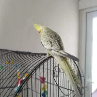 عروس هلندی  نر و ماده و یه بچه