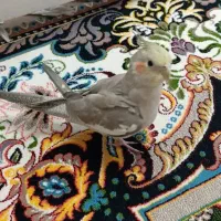 عروس هلندی