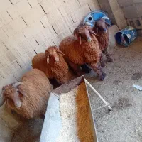 شادگان