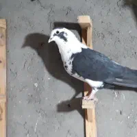 کفتر