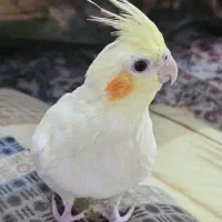 عروس هلندی