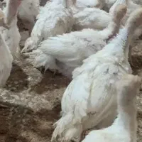 فروش جوجه بوقلمون برنز و بربون و بیوتی
