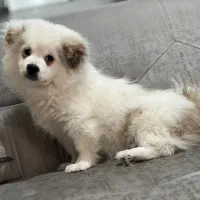 سگ‌‌پامر‌روباهی