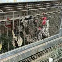 مرغ و خروس سبرایت بالغ وارداتی