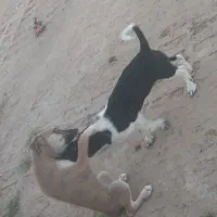 سگ پاکوتا باهوش