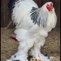 تخم مرغ نطفه دار برهما لایت