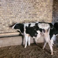 حیوانات|حیوانات مزرعه|قزوین, |دیوار