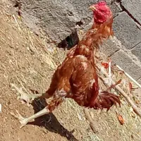 خروس لاری ترک