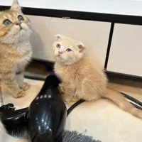 بچه گربه نژاد دار