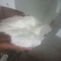 کبوتر|پرنده|لردگان, |دیوار