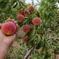 هلو زعفرانی و انجیری قیمت عمده توافقی
