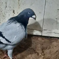 کبوتر مسافت بلند قاره پیما هومر اگزبیشن