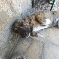 سگ پاکوتاه