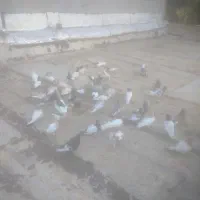 دسته کفتر رنگی
