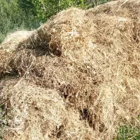 ۶۰۰ باغ یونجه