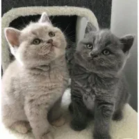 شهر بریتیش های رنگارنگ صورت خرسی اصیل